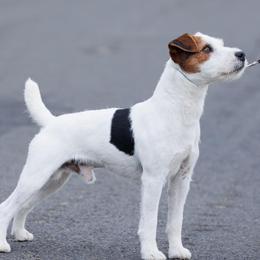 Strummer - Jack Russell Terrier