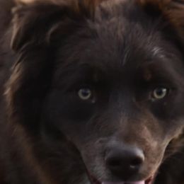 Joker - Australian Shepherd