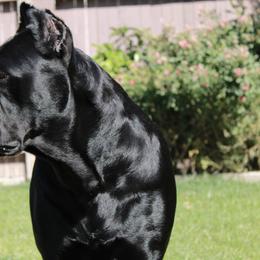 Cane Corso from Valentina Cane Corso