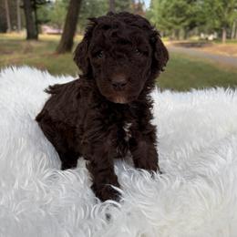 Blaze light blue collar - Brown male Poodle puppy in Clarkston, Washington from Doodle & Poodle Palace