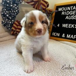 Ember - Red merle female Australian Shepherd puppy in Murrayville, Georgia from Mountain Ridge Aussies
