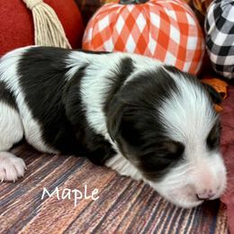 Maple - Liver female Miniature Schnauzer puppy in Sylvania, Georgia from Southern Sky Miniature Schnauzers