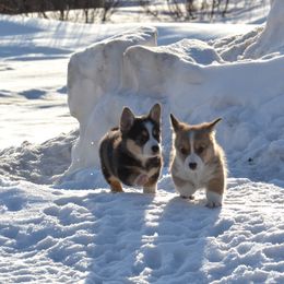 Pembroke Welsh Corgi Puppies from The Blessed Herd