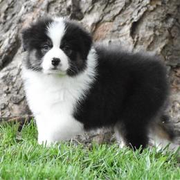 Bunny - Black tri-color female Australian Shepherd puppy in Easton, Missouri from MMA Kennel
