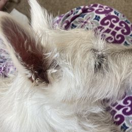 Scottish Terrier Puppies from Carnes Croft Scotties