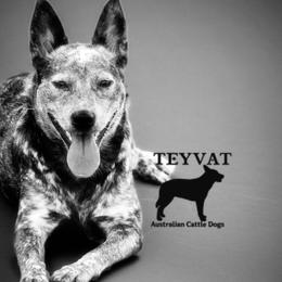 Australian Cattle Dog puppies from Teyvat Cattle Dogs