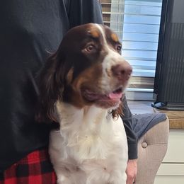 Phoebe - English Springer Spaniel