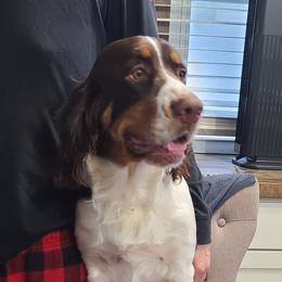 Phoebe - English Springer Spaniel