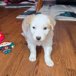 Girl 1 - Sable female Border Collie puppy in Piedmont, South Carolina from Soaring Borders Border Collies