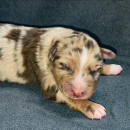 Elliot - Red merle male Australian Shepherd puppy in Marengo, Indiana from J&J Kennel