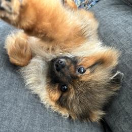 Tinkerbell - Pomeranian