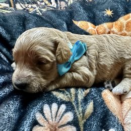 Dawn - Apricot female Goldendoodle puppy in Adolphus, Kentucky from Deerly Poodles