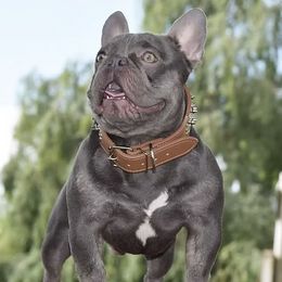 Rock - French Bulldog