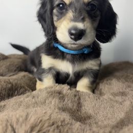 Dachshund Puppies from The Dach House