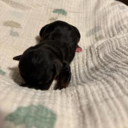 Gia - Blue and gold female Yorkshire Terrier puppy in Brandenburg, Kentucky from Lil Amazing Paws Yorkshire Terriers