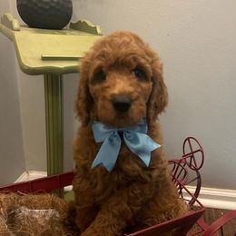 Poodle puppies from VanPoodles