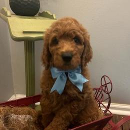 Poodle puppies from VanPoodles