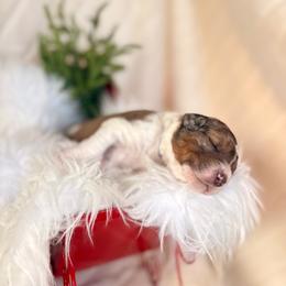 Skye - Chocolate merle male Bernedoodle puppy in Buda, Illinois from Hamilton Farm Doodles