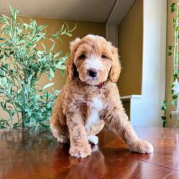Simon - Parti male Goldendoodle puppy in Barstow, California from Golden Desert Doodles