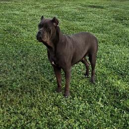 Sandra - Cane Corso