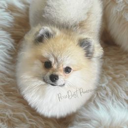 Pixie - Pomeranian