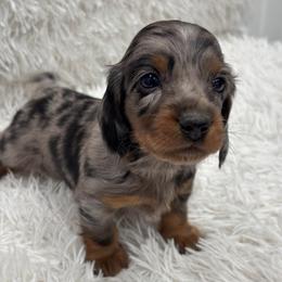 Boy 3 orange collar - Dapple male Dachshund puppy in Chicago, Illinois from RGZ Doxies