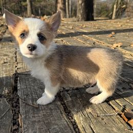 Styles - Red male Pembroke Welsh Corgi puppy in Hartford, Arkansas from Chase Em All Corgis