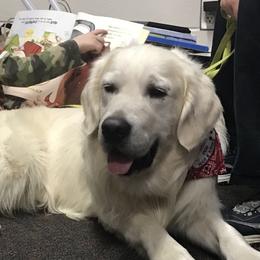 Cruise - Golden Retriever