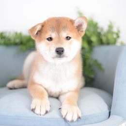 Yamato - Red male Shiba Inu puppy in Neosho, Missouri from Sunny Terrace Shibas