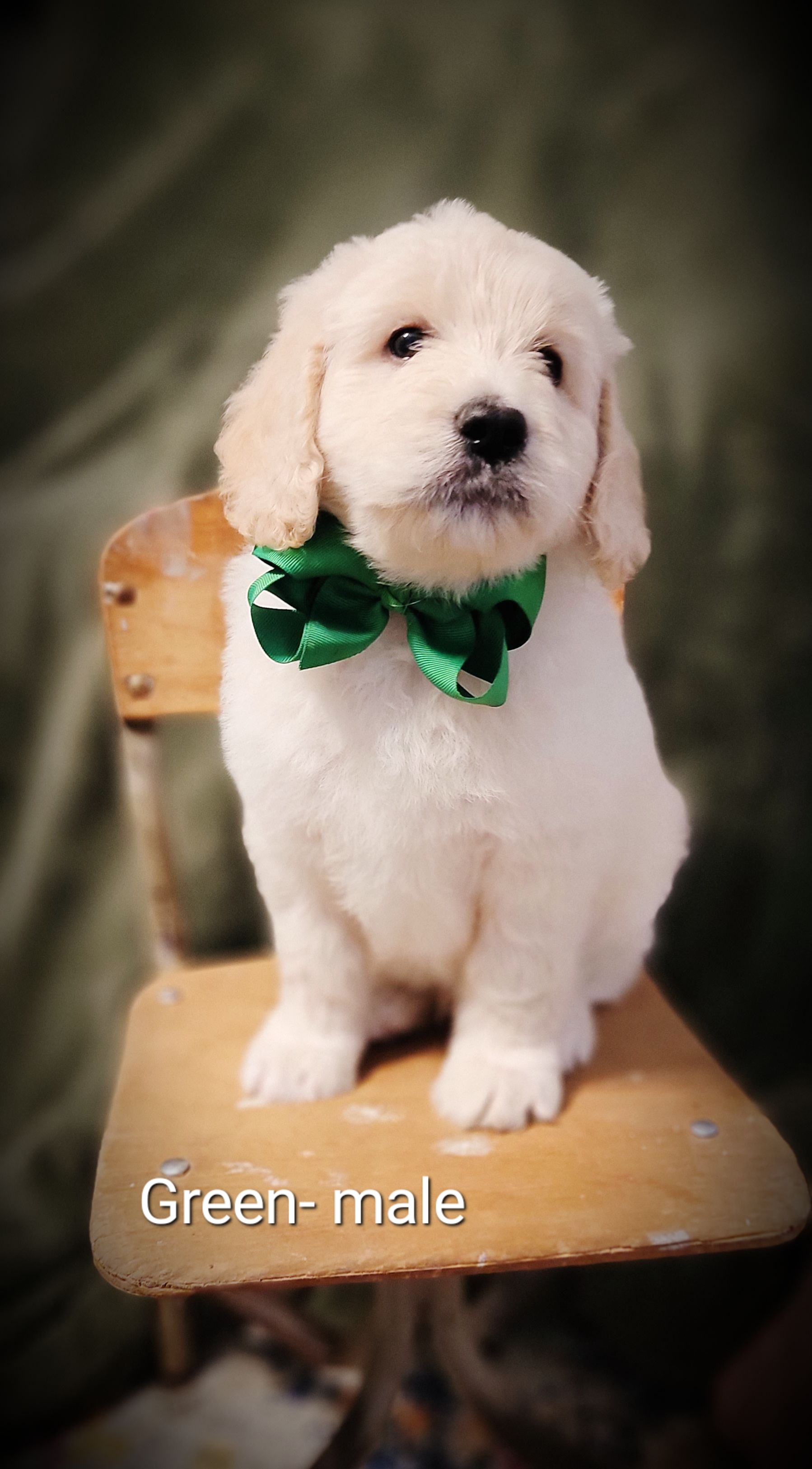 Goldendoodle Puppies from Barkley Lane Doodles