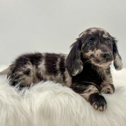 Kodi - Dapple male Dachshund puppy in Litchfield, Illinois from Charmm Dachshunds