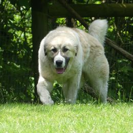 Anatolian Shepherd Dog All Grown Up from Lambkin Lane Farm