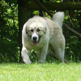 Anatolian Shepherd Dog All Grown Up from Lambkin Lane Farm