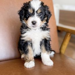 Bernedoodle Puppies from Salty Doodles co