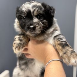 Miniature Australian Shepherd Puppies from Peace Creek Aussies