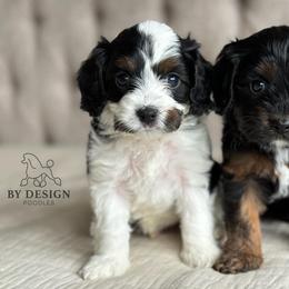 Cavapoo and Poodle Puppies from Autumn Poodles/Doodles