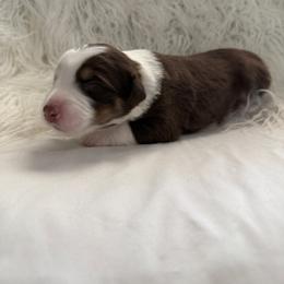 Rose - Red tri-color female Australian Shepherd puppy in Mesa, Arizona from Four Peaks Aussies