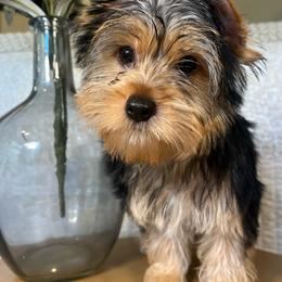 Brooks - Black and tan male Yorkshire Terrier puppy in Calhoun, Georgia from Peach State Yorkies