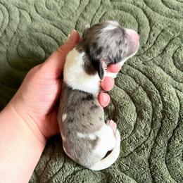 AKC Black Dapple-Piebald - Dapple male Dachshund puppy in Colville, Washington from G&B Iron Mountain Dachshunds