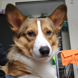 Hank - Pembroke Welsh Corgi