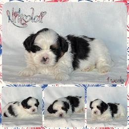 Nikolai - Tricolor male Shih Tzu puppy in Yelm, Washington from Lala's All Star Shih Tzu