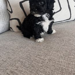 Girl 1 - Black female Poodle puppy in Queen Creek, Arizona from Prestigious Toy Poodles