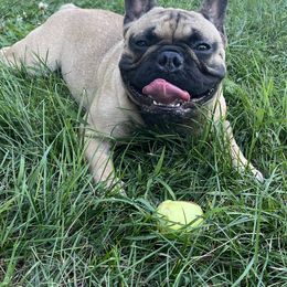 French Bulldog and Neapolitan Mastiff All Grown Up from Unique Uprisings