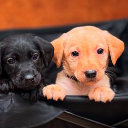 Labrador Retriever and Poodle Puppies from CMJ Kennels