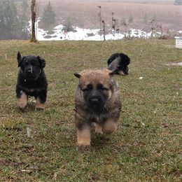 German Shepherd Puppies from Gnadehund German Shepherds