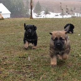 German Shepherd Puppies from Gnadehund German Shepherds