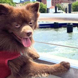 Pomeranians from Pomeranians