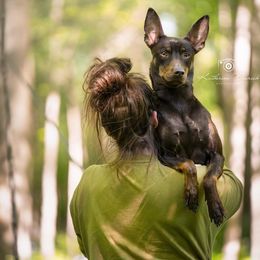 Peruvian Inca Orchid All Grown Up from Calypso Kennel