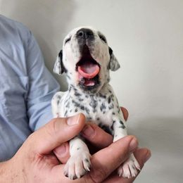 Dalmatian Puppies from Dalmatian Vacation