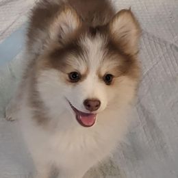 Pomsky Puppies from Tony Hwang